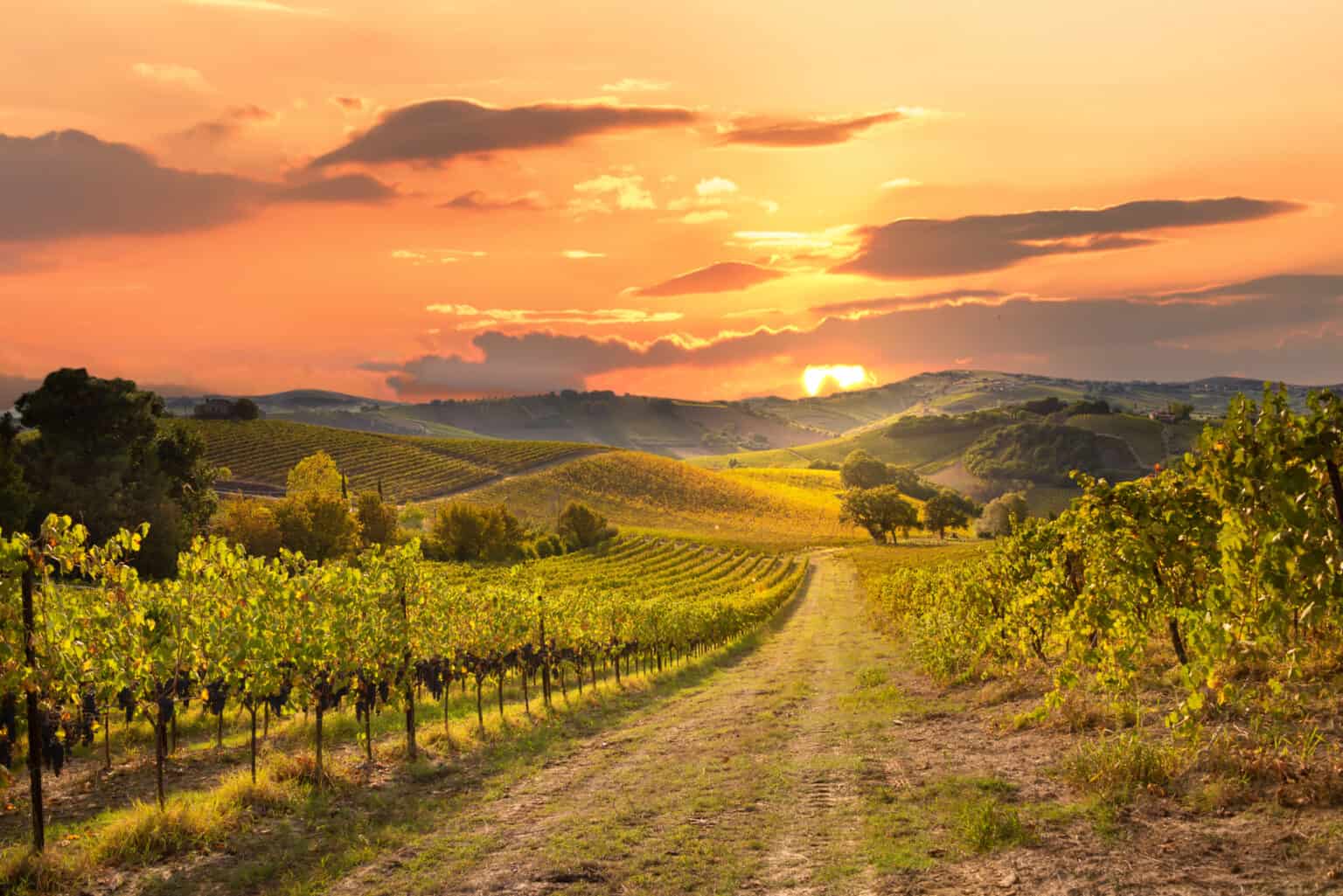 Sunset on wine vineyard